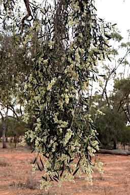 APII jpeg image of Flindersia maculosa  © contact APII
