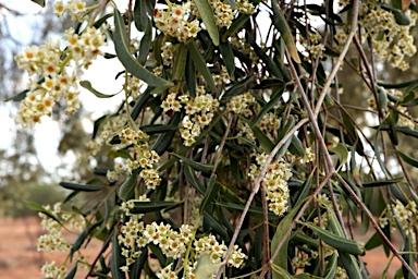 APII jpeg image of Flindersia maculosa  © contact APII