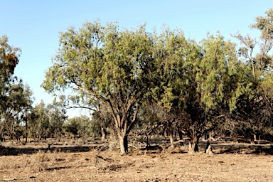APII jpeg image of Eremophila bignoniiflora  © contact APII