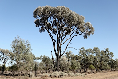 APII jpeg image of Acacia harpophylla  © contact APII