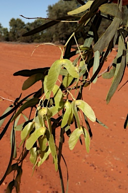 APII jpeg image of Atalaya hemiglauca  © contact APII