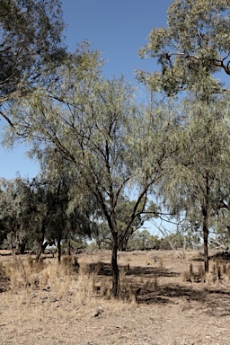 APII jpeg image of Acacia stenophylla  © contact APII