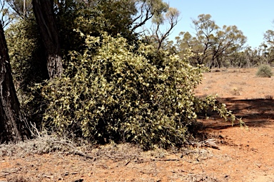 APII jpeg image of Capparis lasiantha  © contact APII