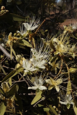 APII jpeg image of Capparis lasiantha  © contact APII