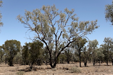 APII jpeg image of Eucalyptus coolabah  © contact APII