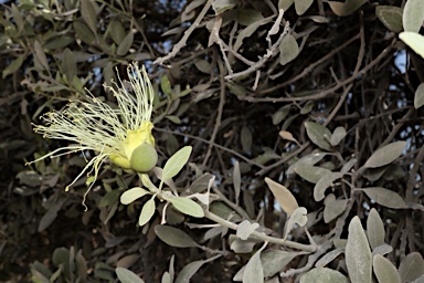 APII jpeg image of Capparis mitchellii  © contact APII