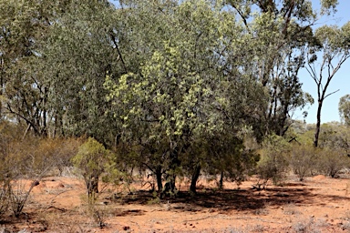 APII jpeg image of Ventilago viminalis  © contact APII