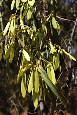 APII jpeg image of Ventilago viminalis  © contact APII