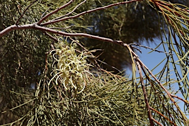 APII jpeg image of Hakea ivoryi  © contact APII