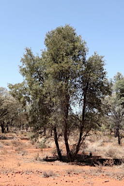 APII jpeg image of Acacia excelsa  © contact APII