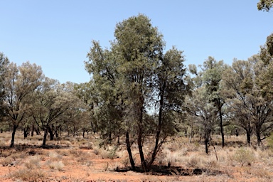 APII jpeg image of Acacia excelsa  © contact APII