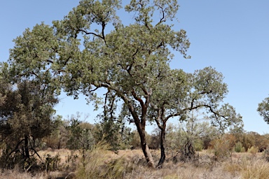 APII jpeg image of Angophora melanoxylon  © contact APII