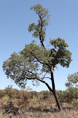 APII jpeg image of Angophora melanoxylon  © contact APII