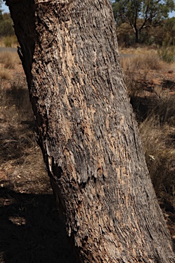 APII jpeg image of Angophora melanoxylon  © contact APII