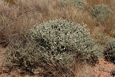 APII jpeg image of Dicrastylis lewellinii  © contact APII