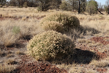 APII jpeg image of Pluchea dunlopii  © contact APII