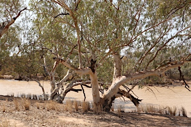 APII jpeg image of Eucalyptus camaldulensis subsp. obtusa  © contact APII