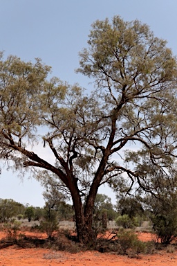 APII jpeg image of Acacia excelsa  © contact APII