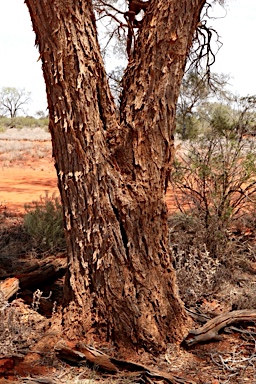 APII jpeg image of Acacia excelsa  © contact APII