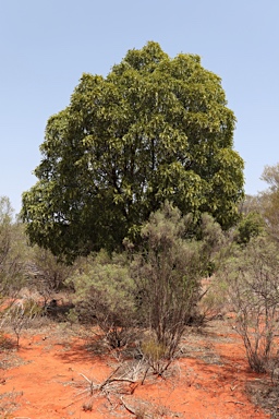 APII jpeg image of Owenia acidula  © contact APII