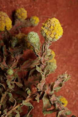 APII jpeg image of Calocephalus  © contact APII