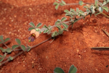 APII jpeg image of Muelleranthus stipularis  © contact APII