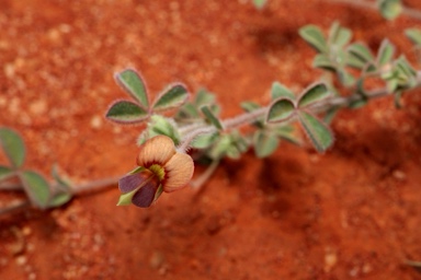 APII jpeg image of Muelleranthus stipularis  © contact APII