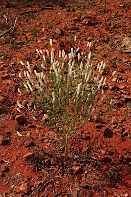 APII jpeg image of Pimelea trichostachya  © contact APII