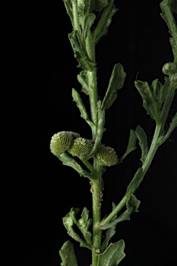 APII jpeg image of Centipeda pleiocephala  © contact APII