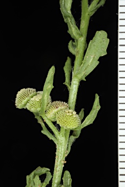 APII jpeg image of Centipeda pleiocephala  © contact APII