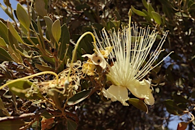 APII jpeg image of Capparis mitchellii  © contact APII