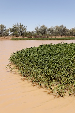 APII jpeg image of Persicaria attenuata  © contact APII