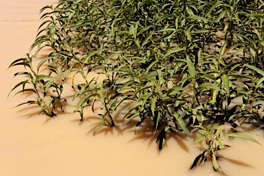 APII jpeg image of Persicaria attenuata  © contact APII