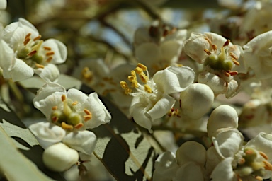 APII jpeg image of Atalaya hemiglauca  © contact APII