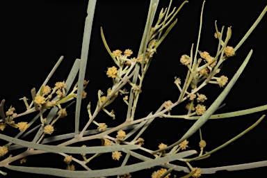 APII jpeg image of Acacia calcicola  © contact APII