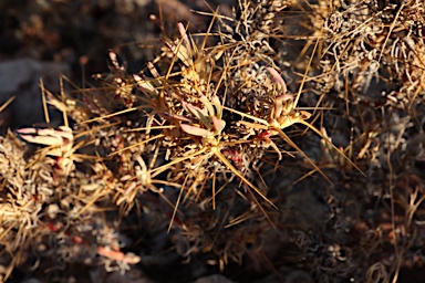 APII jpeg image of Sclerolaena longicuspis  © contact APII