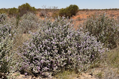 APII jpeg image of Solanum oligacanthum  © contact APII