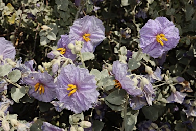 APII jpeg image of Solanum oligacanthum  © contact APII