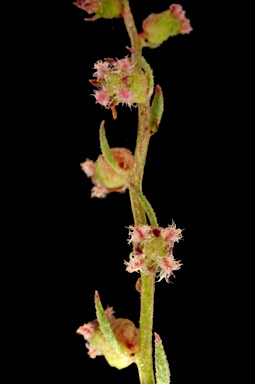 APII jpeg image of Haloragis heterophylla  © contact APII