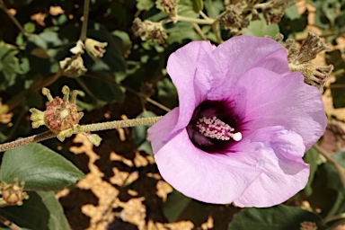 APII jpeg image of Radyera farragei  © contact APII