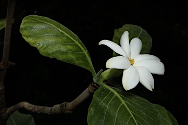 APII jpeg image of Gardenia kakaduensis  © contact APII