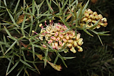 APII jpeg image of Grevillea raybrownii  © contact APII