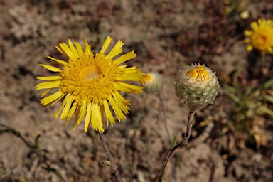 APII jpeg image of Podolepis jaceoides  © contact APII