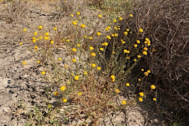 APII jpeg image of Leiocarpa brevicompta  © contact APII