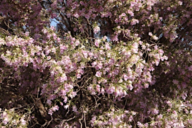 APII jpeg image of Eremophila sturtii  © contact APII