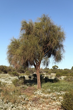 APII jpeg image of Capparis anomala  © contact APII