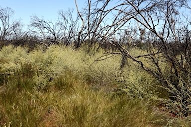 APII jpeg image of Cyphanthera albicans subsp. tomentosa  © contact APII