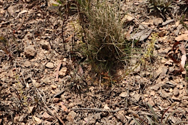 APII jpeg image of Stackhousia viminea  © contact APII