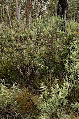 APII jpeg image of Ozothamnus stirlingii  © contact APII
