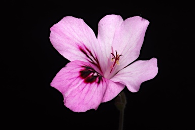 APII jpeg image of Pelargonium x domesticum  © contact APII